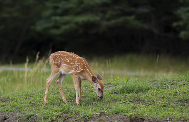 Naklejka na ściany i meble White-tailed deer fawn grazing in a grassy field