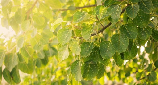 Close up leaft of Bodhi tree with sunlight