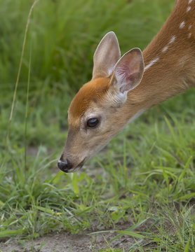 Fototapeta White-tailed deer fawn grazing in a grassy field