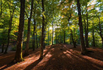 Obraz premium Soriano nel Cimino (Italy) - The autumn in the beechwood of Monte Cimino with foliage. This forest in the summit of Cimino mountain has become UNESCO World Heritage Site in 2017