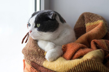 Cat wrapped up warm checkered plaid sitting on a window sill