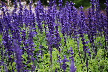 Fototapeta premium Sea of flowers.