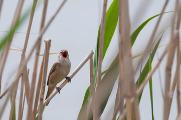 great reed warbler singing, hidden in the reed