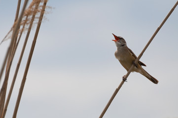 great reed warbler singing near the nest