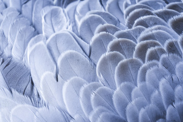a feathers texture closeup in the detail