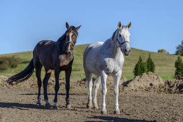 Obraz na płótnie Canvas pair of beautiful horses of white and black suits at the high hill