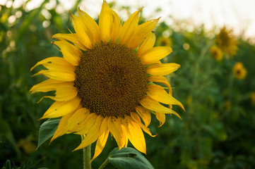 Beautiful sunflower natural background, sunrays at sunset