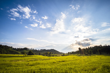 Obraz premium Beautiful landscape at rice field. Yellow rice waiting for harvest season among in the nature with blue sky at sunset.