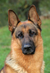 German Shepherd Dog portrait