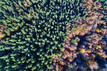 Aerial view of trees in the Vosges Mountains in autumn