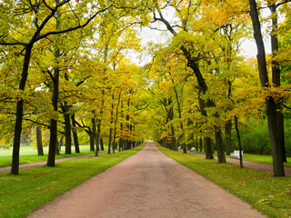 Naklejka premium Path in the autumn Park going forward. Walk in the fresh air on the road near tall trees
