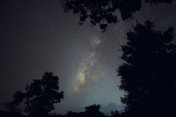 Long exposure and High ISO shot of star and milky way over the mountain and silhouette of tree at night.