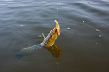 Summer fishing, pike fishing, spinning on the lake