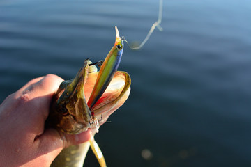 Summer fishing, pike fishing, spinning on the lake