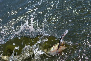 Summer fishing, pike fishing, spinning on the lake