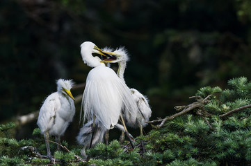 Great Egret, Common Egret, Large Egret, baby Egret,Great White Heron - Ardea alba