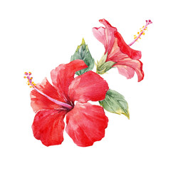 Watercolor hibiscus composition © zenina