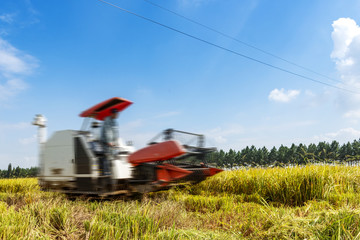 Agriculture Industrial harvesting machinery working in rice field