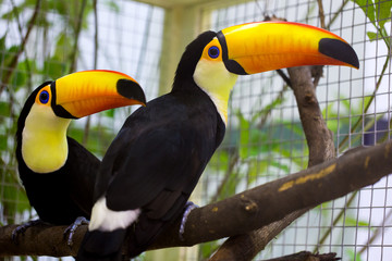 Toco Tucan is on the tree.