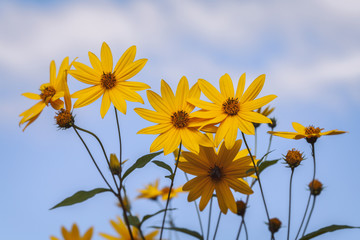 Topinambur - Helianthus tuberosus - Blüten gegen den Himmel aufgenommen - Detailaufnahme