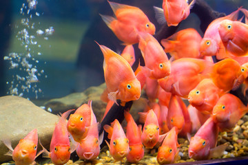 Group of red parrot cichlid © titipong8176734