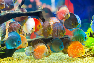 Discus (Symphysodon), multi-colored cichlids in the aquarium