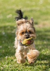 Yorkshire Terrier in detail on the grass