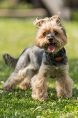 Yorkshire Terrier in detail on the grass