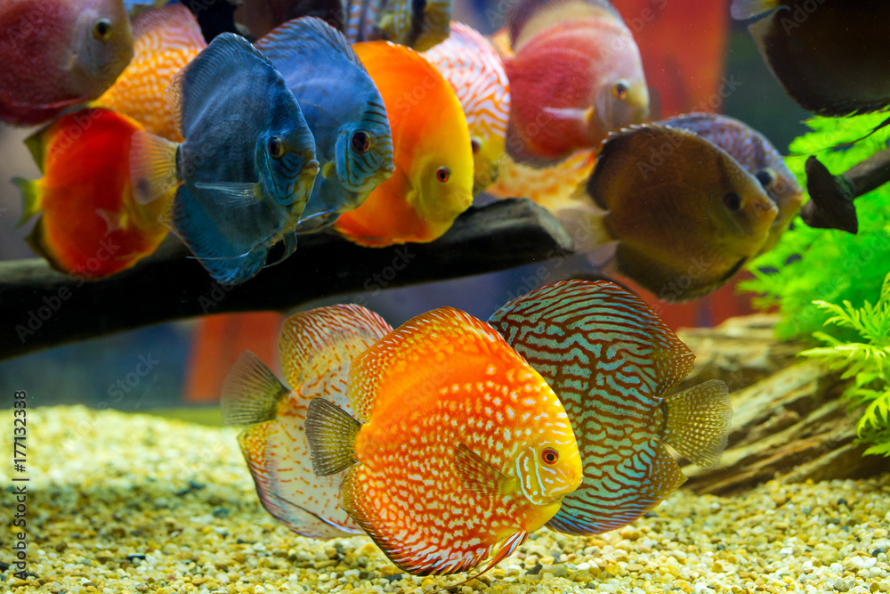 Wall mural Discus (Symphysodon), multi-colored cichlids in the aquarium