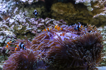 Naklejka na ściany i meble Fish in sea anemone