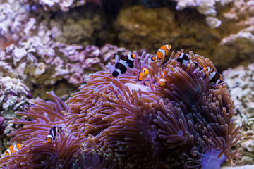 Fish in sea anemone