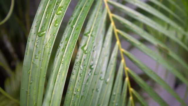 Palm Tree With Dew Drops on Leaves