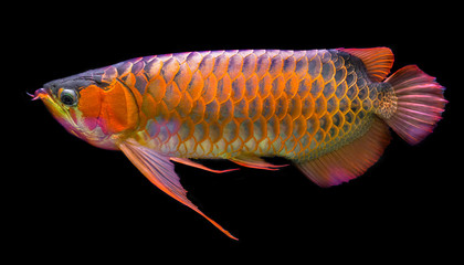 Fototapeta premium Red Arowana the Asian dragon fish