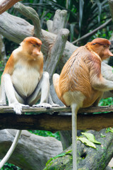 Proboscis Monkey