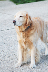 Golden Retreiver Dog