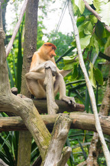Proboscis Monkey