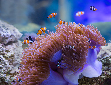 sea anemone and anemone fish