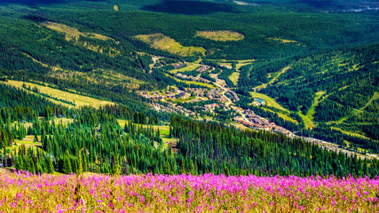 Hiking through alpine meadows full of pink fireweed flowers and overlooking the alpine village of Sun Peaks, in the Shuswap Highlands in central British Columbia Canada