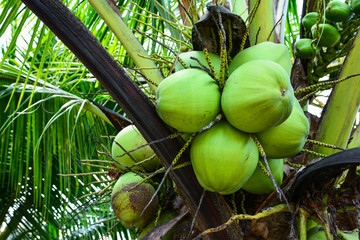 Closeup of cluster coconut on tree background © phanasitti