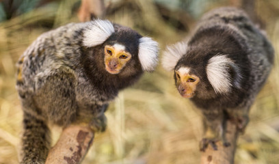 Common Marmoset.