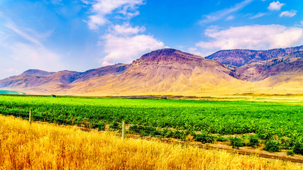 Naklejka premium Irrigated farmlands along the Trans Canada Highway between Kamloops and Cache Creek in central British Columbia, Canada