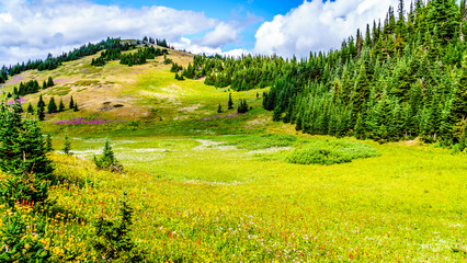 Hiking through alpine meadows covered in wildflowers in the high alpine near the village of Sun Peaks, in the Shuswap Highlands in central British Columbia Canada