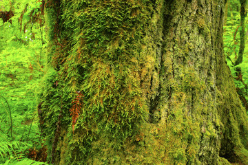 a picture of an Pacific Northwest old growth Douglas fir trees
