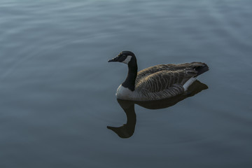 Goose swimming in pond