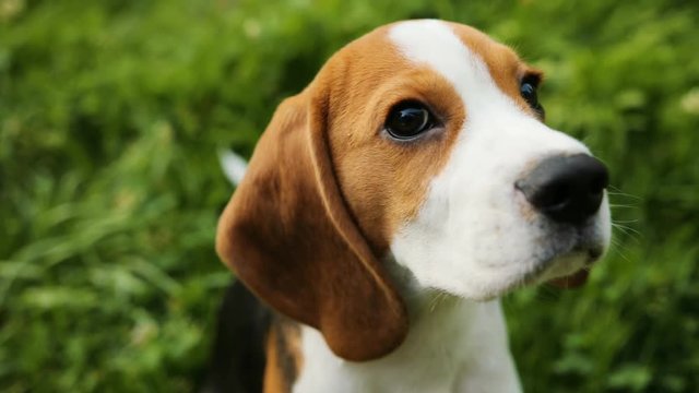 Close up. Portrait of a beautiful beagle puppy dog sitting on the grass, looking into the camera and away. Blurred grass background.