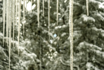 icicle ice spruce hang background