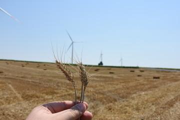 Obraz na płótnie Canvas Wheat field