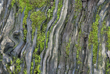 Wood background pattern with small moss.