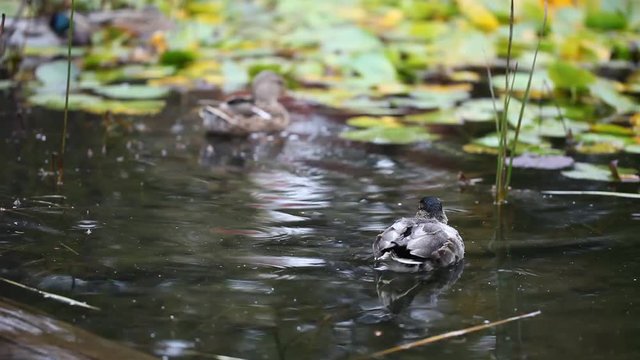 canard