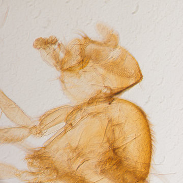 Male Drosophila ruit fly